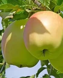 Саджанець Agro-Market Яблуня Пепінка золота (зимовий сорт) (25646) 1 шт. в упаковці