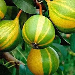 Груша азіатська Agro-Market Карамелька укорінена в контейнері саджанець 2 роки 186587 1 саджанець в упаковці