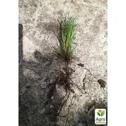 Саджанець Agro-Market Сосна гірська Мугус (Mughus) горщик P9 (38179) - мініатюра 2