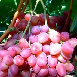 Саджанець Agro-Market Виноград Симпатія (середній термін дозрівання, стабільний високий урожай - понад 6 кг з одного куща) 1 шт. в пакуванні (36287)