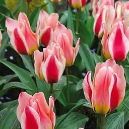 Саджанець Agro-Market Тюльпан Mary Ann  3 шт.