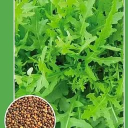 Насіння Весна Рукола 1 г (10192)