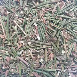 100 г богульник/багно болотне пагони сушенні - свіжий урожай