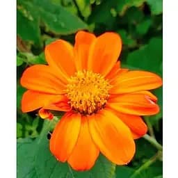 Титония "Рыжий фонарь" Весна 1.5 г (178113)