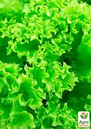 Насіння Agro-Market Салат Одеський кучерявець на вагу ціна за 7 г (13380) - мініатюра 2
