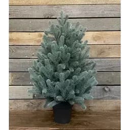 Ялинка Hvoya Traditional лита в горщику 70 см блакитна новинка