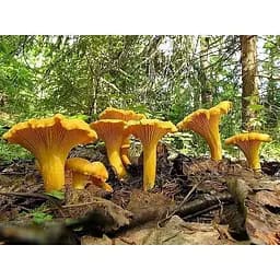 Міцелій лисички живий зерновий 100 г - мініатюра 2