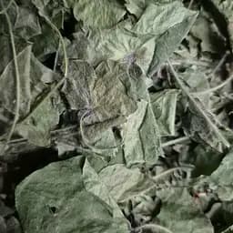 100 г печоночник трава сушеная измельченная- свежий урожай