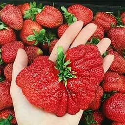 Саджанець Agro-Market Полуниця Богота (Bogota) (пізній термін дозрівання, великоплідний сорт) 5 шт. в пакуванні (44710)