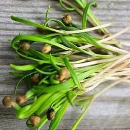 Насіння Agro-Market Мікрозелень Шпинат у банці 15 г (45230)