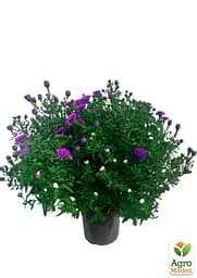 Саджанець Agro-Market Айстра ново-бельгійська Henry I Purple (С1,5 висота 20-30см) (105531) - мініатюра 2