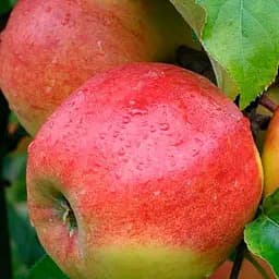 Яблуня напівкарликова Agro-Market Джонаголд укорінена в контейнері саджанець 2 роки 186589 1 саджанець в упаковці