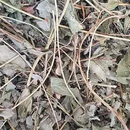 Лапчатка белая/перстач белый трава сушеная - свежий урожай 100 г