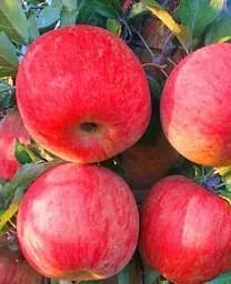 Саджанець Agro-Market Яблуня Фуджі кіку (зимовий сорт, пізній термін дозрівання) (46275) 1 шт. в упаковці - мініатюра 2