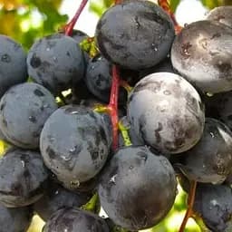 Саджанець Agro-Market Виноград Фурор (легкий великоягідний мускат раннього терміну дозрівання) 1 шт. в пакуванні (122782)