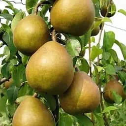 Саджанець Agro-Market Груша Анжеліс (зимовий сорт, пізній термін дозрівання) (39880) 1 шт. в упаковці