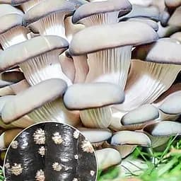 Грибний блок "Глива" розмір 75*25см, вага 8кг (105374)