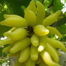 Саженец Agro-Market Виноград Голд Фингер (карамельно-фруктовый вкус, ранний сорт японской селекции) 1 шт.