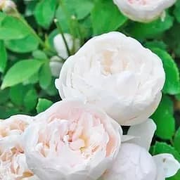 Роза английская Agro-Market Glamis Castle саженец класса АА+ высший сорт 1 шт. в упаковке (37075)