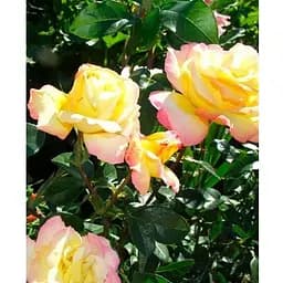 Роза в контейнере чайно-гибридная "Gloria Dei" (саженец класса АА+) (153978) 1 саженец