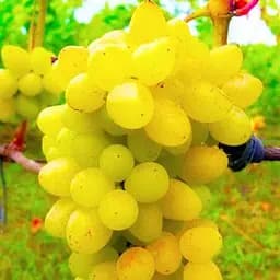 Саджанець Agro-Market Виноград золотистий Канарейка (преміальний винний сорт, має солодкий мускатний смак) 1 шт. в пакуванні (48071)