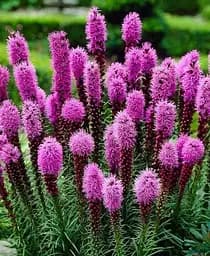 Саженец Agro-Market Лиатрис Rose 3 шт. в упаковке (52635)