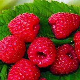 Саджанець Agro-Market Малина Зюгана (Sugana) один з провідних ремонтантних сортів) 2 шт. в пакуванні (17664)