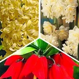 Микс луковиц Agro-Market из 3-х сортов Нежная ночь (Gentle night) 5шт луковиц (47771)