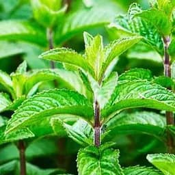 Саджанець Agro-Market М'ята Холодна (Англійська) (62382) (Корневище) 1 шт. в упаковці