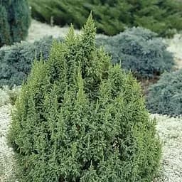 Ялівець лускатий 5-річний Loderi С5 висота 50-60см (189225) 1 саджанець