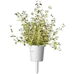 Змінний картридж Click & Grow Smart Garden Чебрець, 3 капсули (7373)