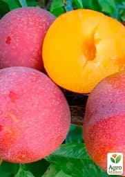 Саджанець Agro-Market Слива диплоїдна Пінк Сатурн (великоплідний сорт, середній термін дозрівання) 1 шт. в упаковці (61911) - мініатюра 2
