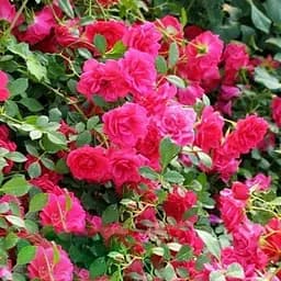 Роза плетистая Agro-Market Laguna саженец класса АА+ высший сорт 1 шт. в упаковке (17373)