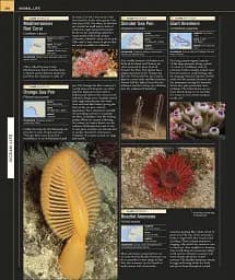 Ocean. The Definitive Visual Guide - мініатюра 5