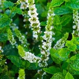 Саджанець Agro-Market М'ята Марокканська Mentha Moroccan (контейнер Р9) (48501) (Корневище) 1 шт. в упаковці