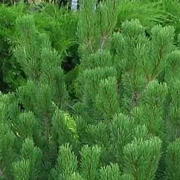 Саджанець Agro-Market Сосна гірська піренейська 4-річна Mugo Mughus висота 45-55см (115697)