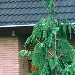 Саджанець Agro-Market Кипарис Гімалайський (Cupressus Torulosa) контейнер Р9 (49256)