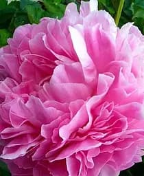 Саженец Agro-Market Пион травянистый Lady Kate 1 шт. в упаковке (23916)