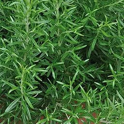 Розмарин "Abraxas", С2 (сильный хвойный аромат и декоративный вид) (189780) 1 саженец в упаковке