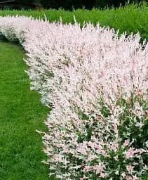 Саджанець Agro-Market Верба 2-річна японська цільнолистна Hakuro-nishiki 1 шт. в упаковці (61511)