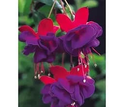 Саджанець Agro-Market Фуксія ампельна Dark Eyes (контейнер №10 висота 10-15 см) (85392) 1 шт. в упаковці