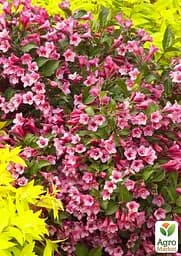 Вейгела Minuet (Weigela'Minuet') S3 висота 50-60см (62741) 1 саженец - мініатюра 2