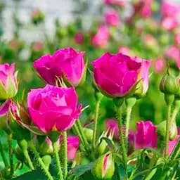 Роза мелкоцветковая (спрей) Agro-Market Хихо саженец класса АА+ высший сорт 1 шт. в упаковке (178125)