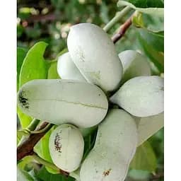 Саджанець Agro-Market Азіміна трилоба Taylor бананове дерево (перехресне запилення) сіянець 1 рік 1 шт. (47703)