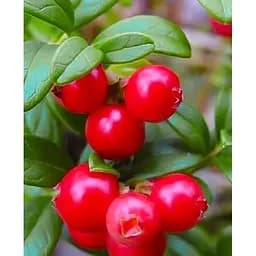 Саджанець Agro-Market Брусниця Перлина (Pearl) (пізній термін дозрівання, дуже врожайний сорт) 1 саджанець (103418)