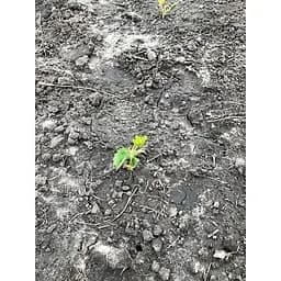 Саджанець Agro-Market Полуниця Луїза (Louise) 5шт (ремонтантний сорт) (37289) - мініатюра 10