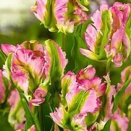 Тюльпан "Green Wave" 2 шт (50709)