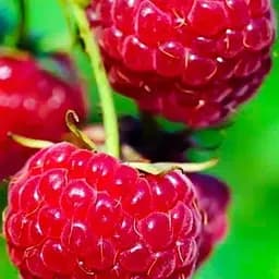 Малина Agro-Market "Meeker" (средний срок созревания) 1-летний саженец (189472) 1 шт в упаковке