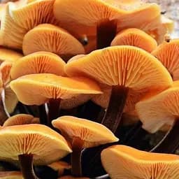 Сухий зерновий міцелій "Опеньок зимовий" 10г (45497)