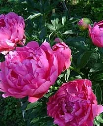 Саженец Agro-Market Пион травянистый Edvin C. Bills 1 шт. в упаковке (36654)